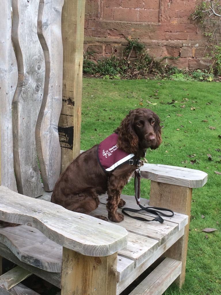 HartleburyCPT's tweet photo. Our canine friends are enjoying themselves at the Castle! Here are a few pics of our four legged visitors. If you've got pics of your Hartlebury #castlecanines, we'd love to see them! @worcestermuseum @WorcesterTIC @Raring2goKiddi @Raring2goLisa https://t.co/nYXURkxUsu