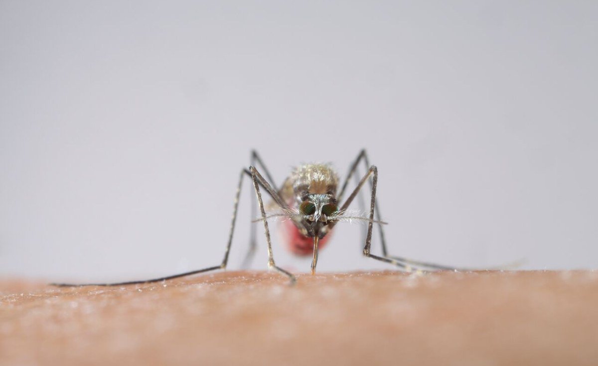 Is Burundi Playing Politics with Deadly Malaria Outbreak? allafrica.com/view/group/mai… #Burundi #Malaria #OCHA