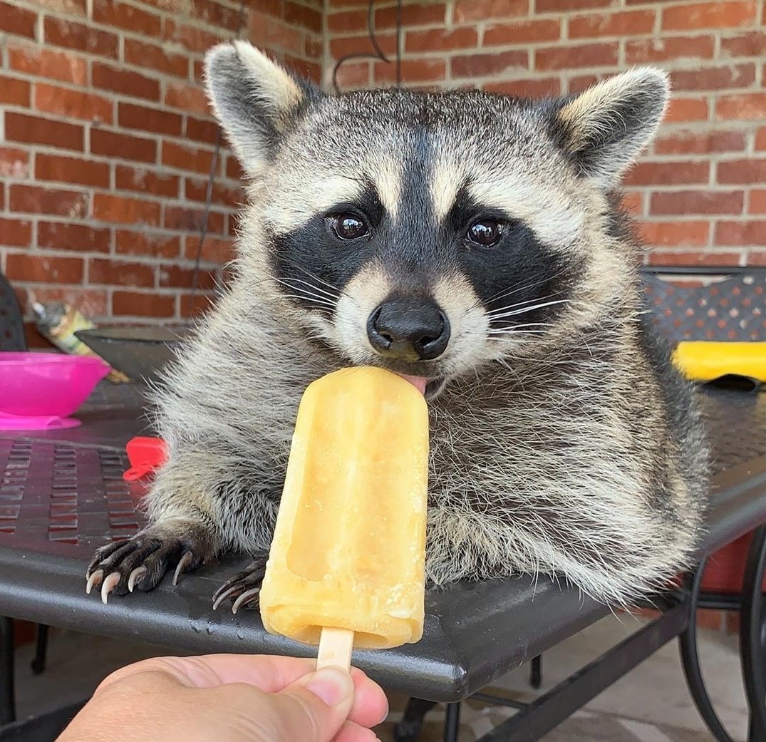 lamarujarubia's tweet photo. -¿Te gustan los helados?

-Mapachionan. https://t.co/OjVSq1K4UN