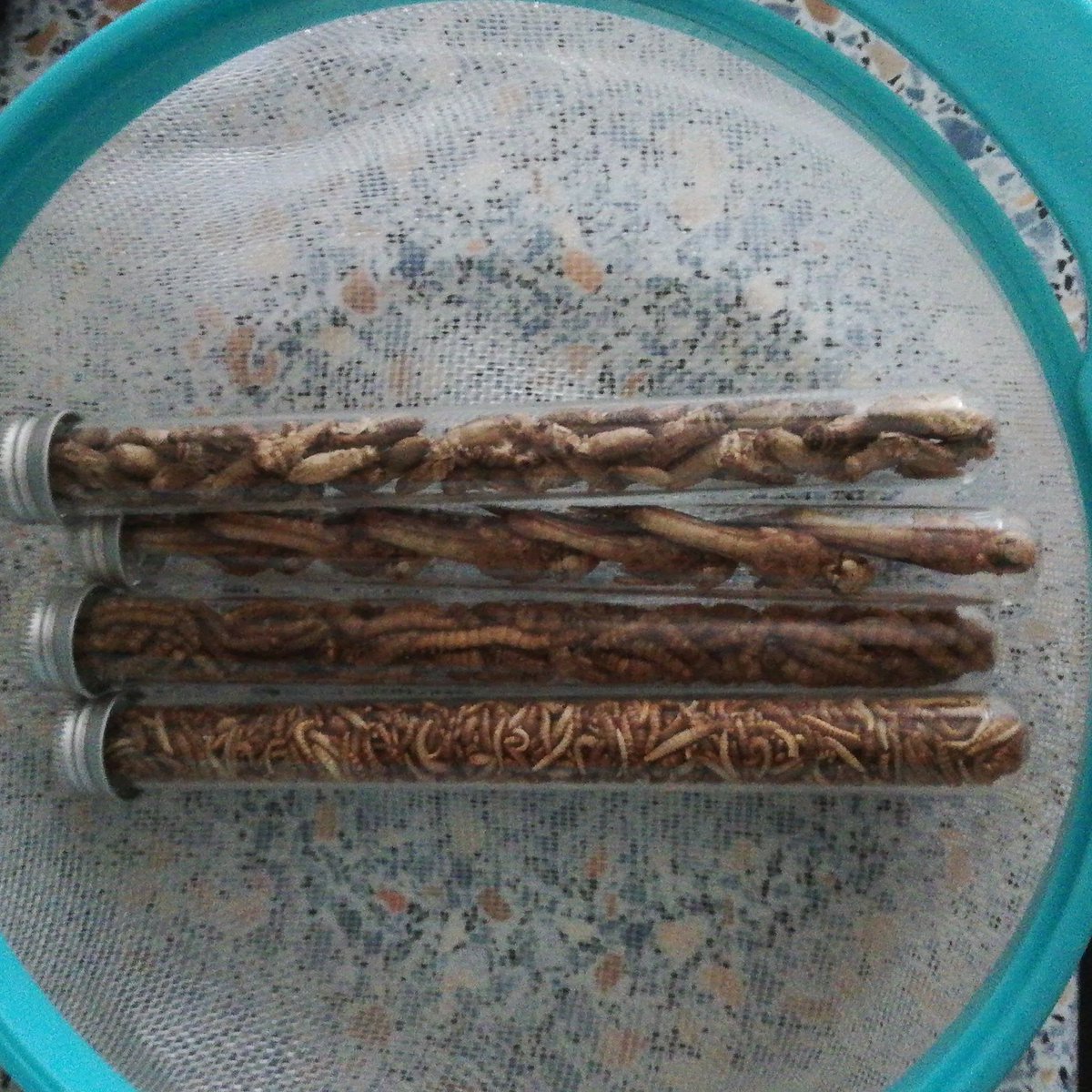 Vorbereitungen beginnen langsam. Aus den Insekten mach ich ne Art Fingerfood/Studentenfutter. Zuerst rehydrieren dann im Backofen erhitzen. 14:00 wird dann LIVE auf Twitch verkostet <a href="/pak4c_/">PAK4C</a> #wetteinlösung #foodchallenge #twitchde #pak4c2