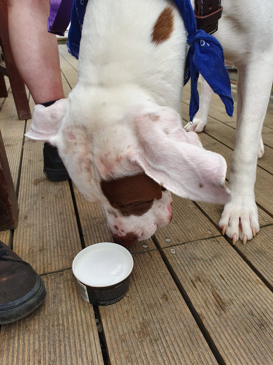 This is Bud! He has loved visiting us this week, especially for his icecream. #dogicecream #dogoftheday @mariosicecream