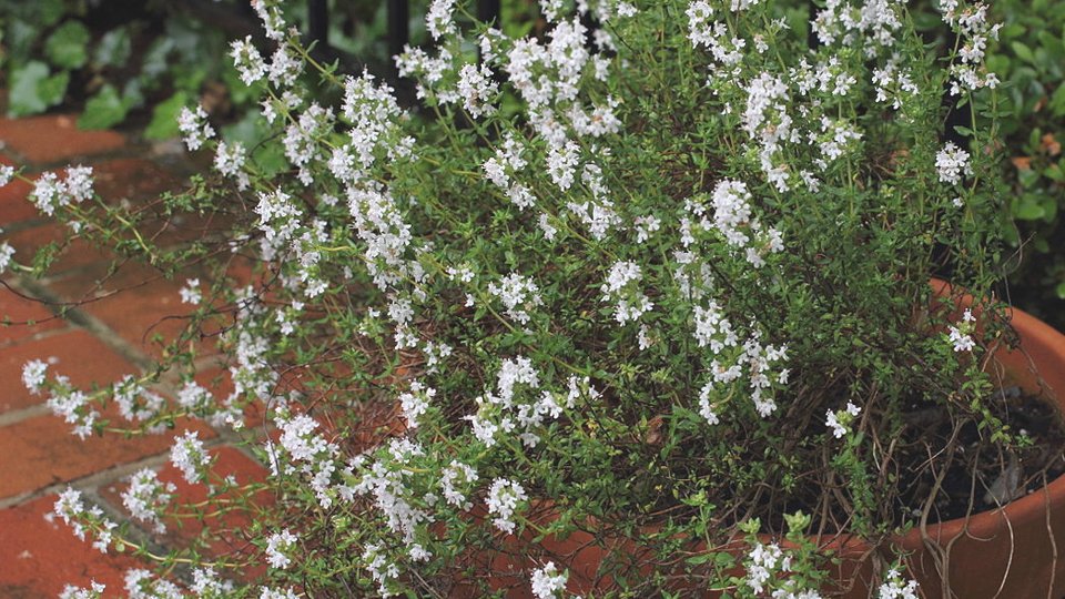Rosdottir's tweet photo. Thyme is said to bring strength to anyone in need. A cup of thyme beer is an old-fashioned cure for shyness, and should you wish to tell your feelings to someone you are fond of, it is recommended to braid thyme into your hair for bravery. #FolkloreThursday https://t.co/go8NKGHTJx