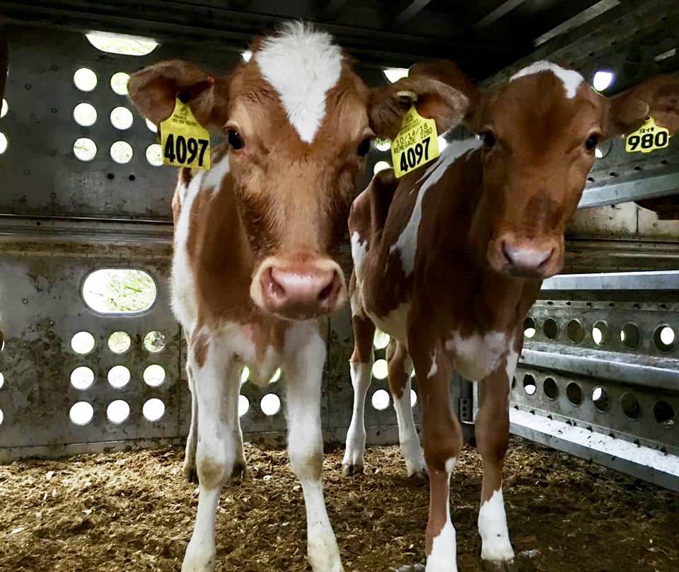 AgroQuebec's tweet photo. Unique au Québec: la famille Kaiser produit du lait A2 avec un troupeau de vaches Guernsey https://t.co/qefJfYCdrt @laiteriechagnon  @ProdLaitQc @ConseilTAQ @upaqc @mapaquebec @andrelamontagn2  @AAC_Canada @mclaudebibeau @GroleauM @Coupdoeil_info #agqc #AgCan https://t.co/N6NlB8rCOR