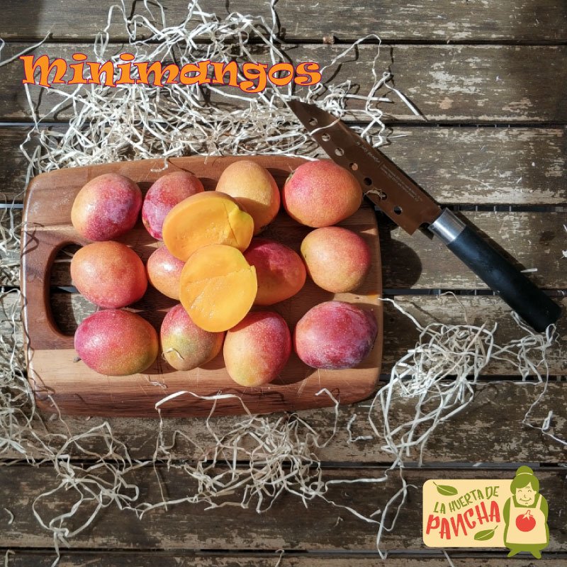 Queda poquito para disfrutar de los #deliciosos #mangos #irwin 🥭 La variedad más #dulce y #exquisita. Este mes volverán a estar disponibles en #laHuertaDePancha. Mientras os dejamos estos #minimangos. Minis en tamaño,  no en #sabor 😋 #FelizMiércoles!

bit.ly/33iE1tW