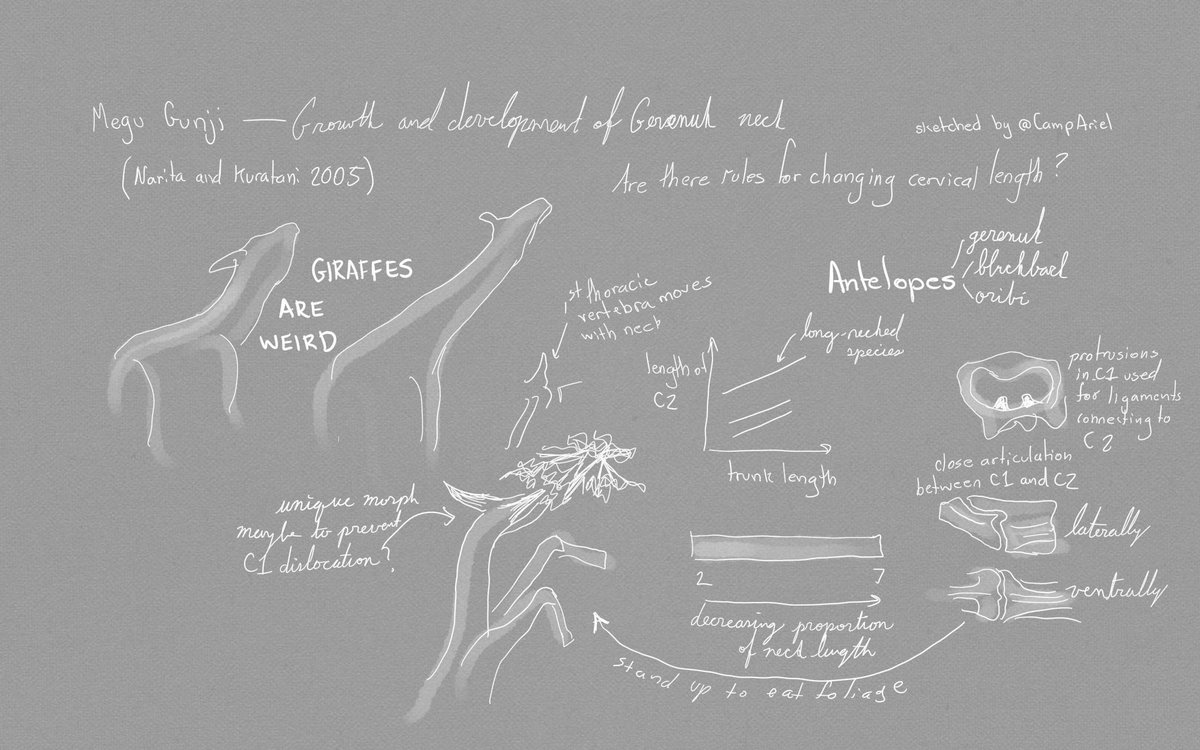 CampAriel's tweet photo. Notes from #icvm2019: Megu Gunji's fascinating exploration of antelopes with long necks, and why they're a better model than giraffes for looking at cervical elongation https://t.co/JldUtgPo85