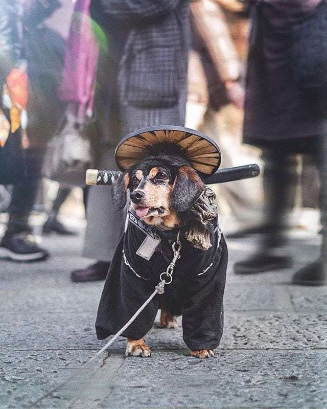 jrailplanner's tweet photo. Masamune is the samurai dog that lives in Kyoto! 🐶 📍: Kyoto 🇯🇵
📸: @shem_arciel https://t.co/0W3Jurx3po