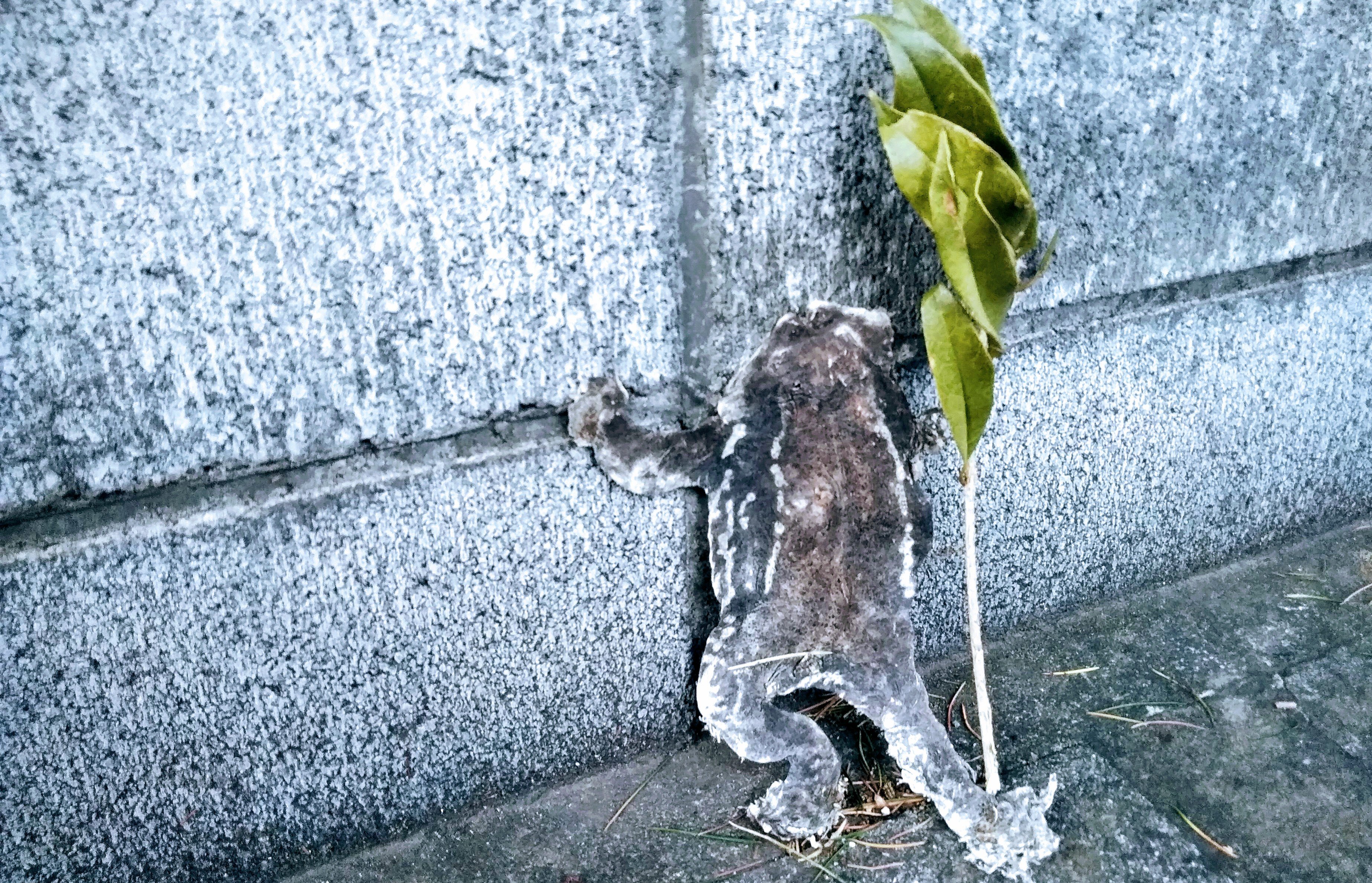 魂のなせる魔法か 結構前に轢かれてしまったけど 薄っぺらながらカエルに見えて来た 更には 鳥獣戯画蛙の子孫らしい 合掌 鳥獣戯画 19 08 07 神楽坂ねこの郵便局というなまえのお店 魂のなせる魔法か 結構前に轢かれてしまったけど 薄っぺらながらカエルに見えて来た 更には 鳥獣戯画蛙の子孫らしい 合掌 鳥獣戯画 19 08 07 神楽坂ねこの郵便局というなまえのお店