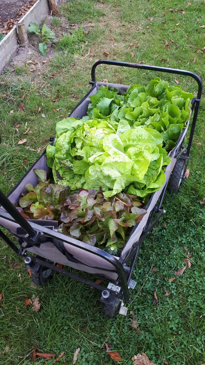 De Groengroep tweet media