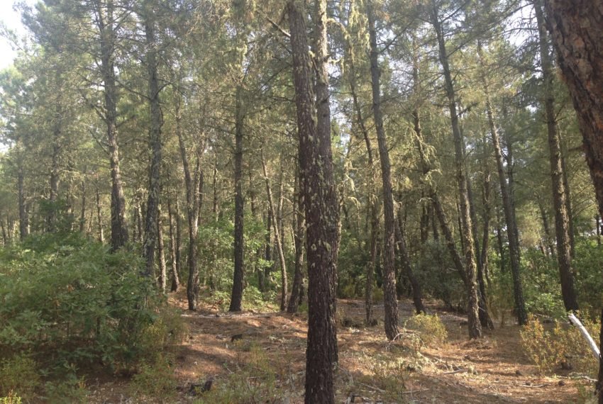 CuadernoAgrario's tweet photo. @ASAJACORDOBA aplaude que la @AndaluciaJunta modifique el acceso a las ayudas forestales @IngForestalUCO @FCinegetica @ForestalAeefor 👏💶🌳 https://t.co/q0ObeLVFlA https://t.co/oXgwbxD0hr