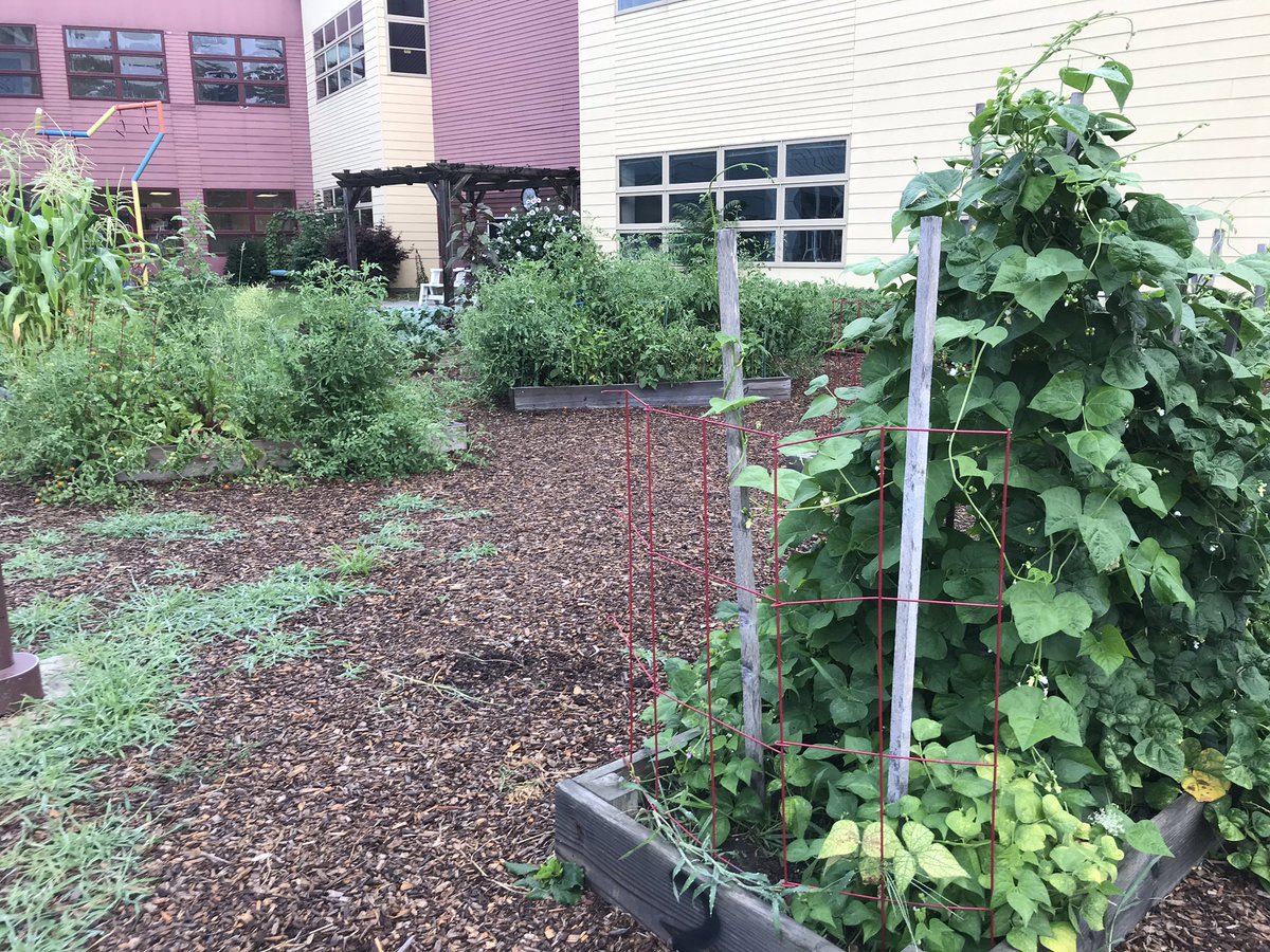 MMS_CSDA's tweet image. Everything’s coming up green, and red, and yellow in the MMS gardens.