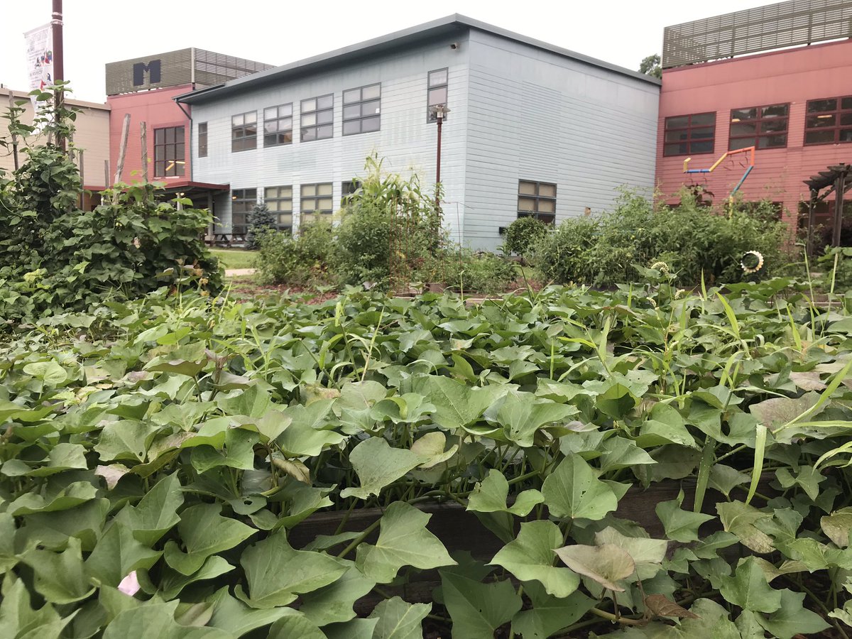 MMS_CSDA's tweet image. Everything’s coming up green, and red, and yellow in the MMS gardens.