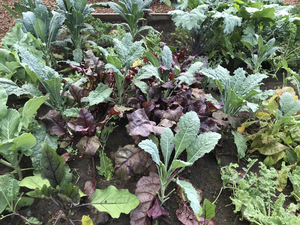 MMS_CSDA's tweet image. Everything’s coming up green, and red, and yellow in the MMS gardens.