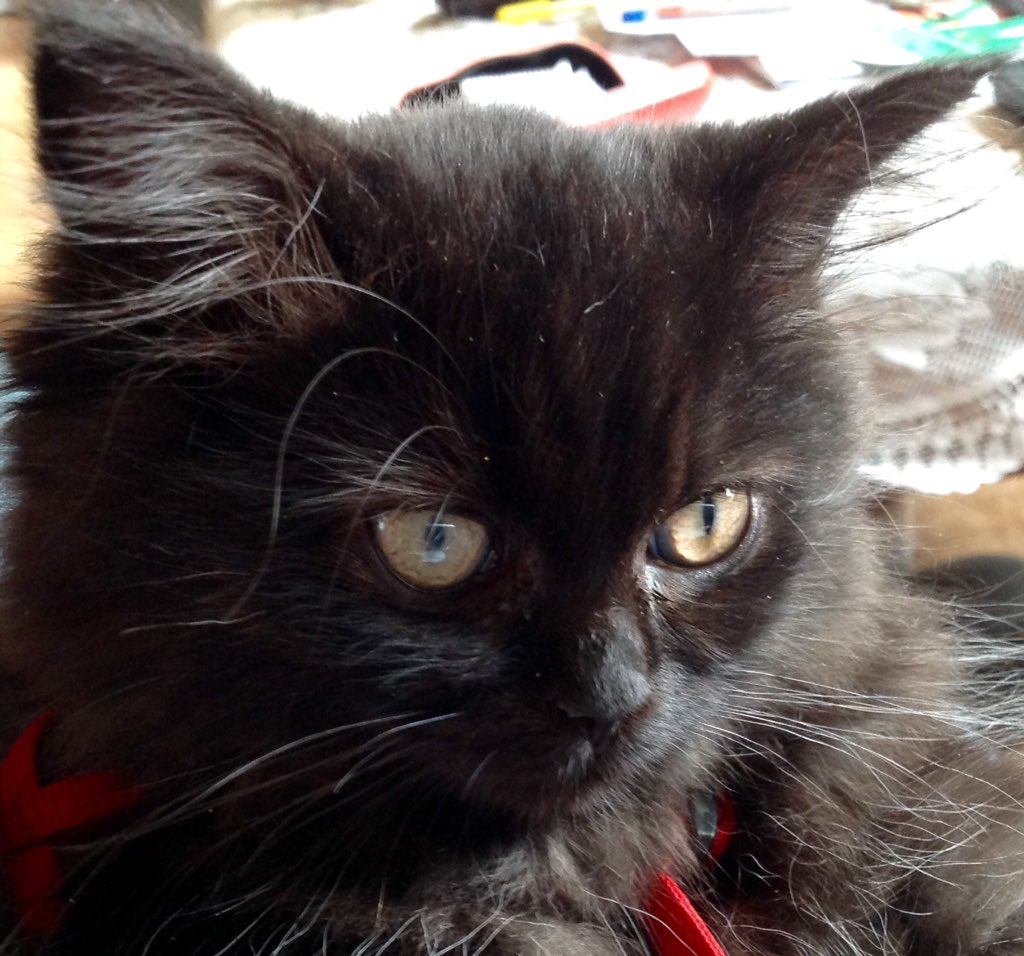 egmond13's tweet photo. "Damn those eyes......"
https://t.co/iaHYTBctue
❤️Snoopy
#meowski #LittleBallofFur #eyes https://t.co/2NZSQ6CoWu