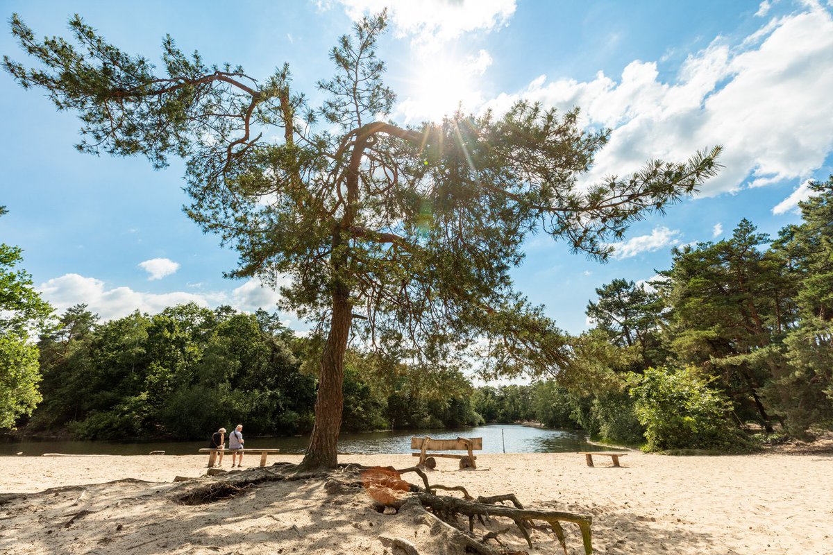 RoutesinBrabant's tweet photo. Bijzonder natuurgebied: De #LoonseEnDrunenseDuinen. Puur genieten, of je nu wandelt, fietst (op de mtb) of te paard het gebied verkent. #RoutesinBrabant #VisitBrabant https://t.co/q1Nc5yiU52