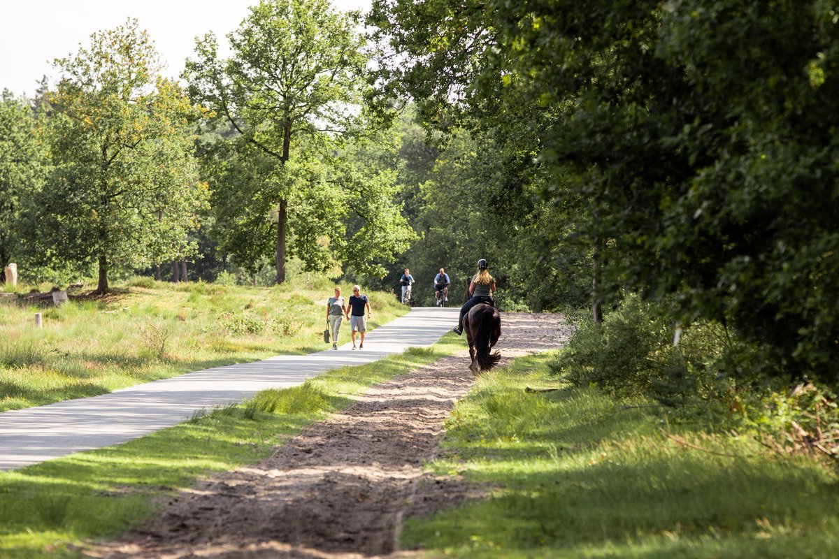 RoutesinBrabant's tweet photo. Bijzonder natuurgebied: De #LoonseEnDrunenseDuinen. Puur genieten, of je nu wandelt, fietst (op de mtb) of te paard het gebied verkent. #RoutesinBrabant #VisitBrabant https://t.co/q1Nc5yiU52