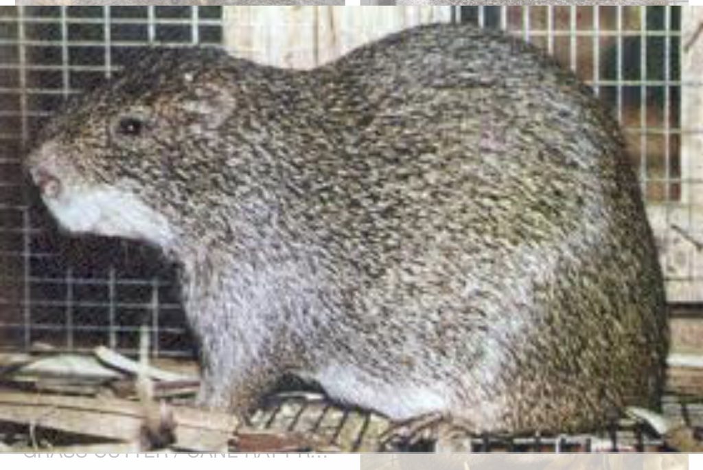 galladostinoes's tweet image. Highlight of my week is getting to eat this .... its a type of rat. #grasscutter...