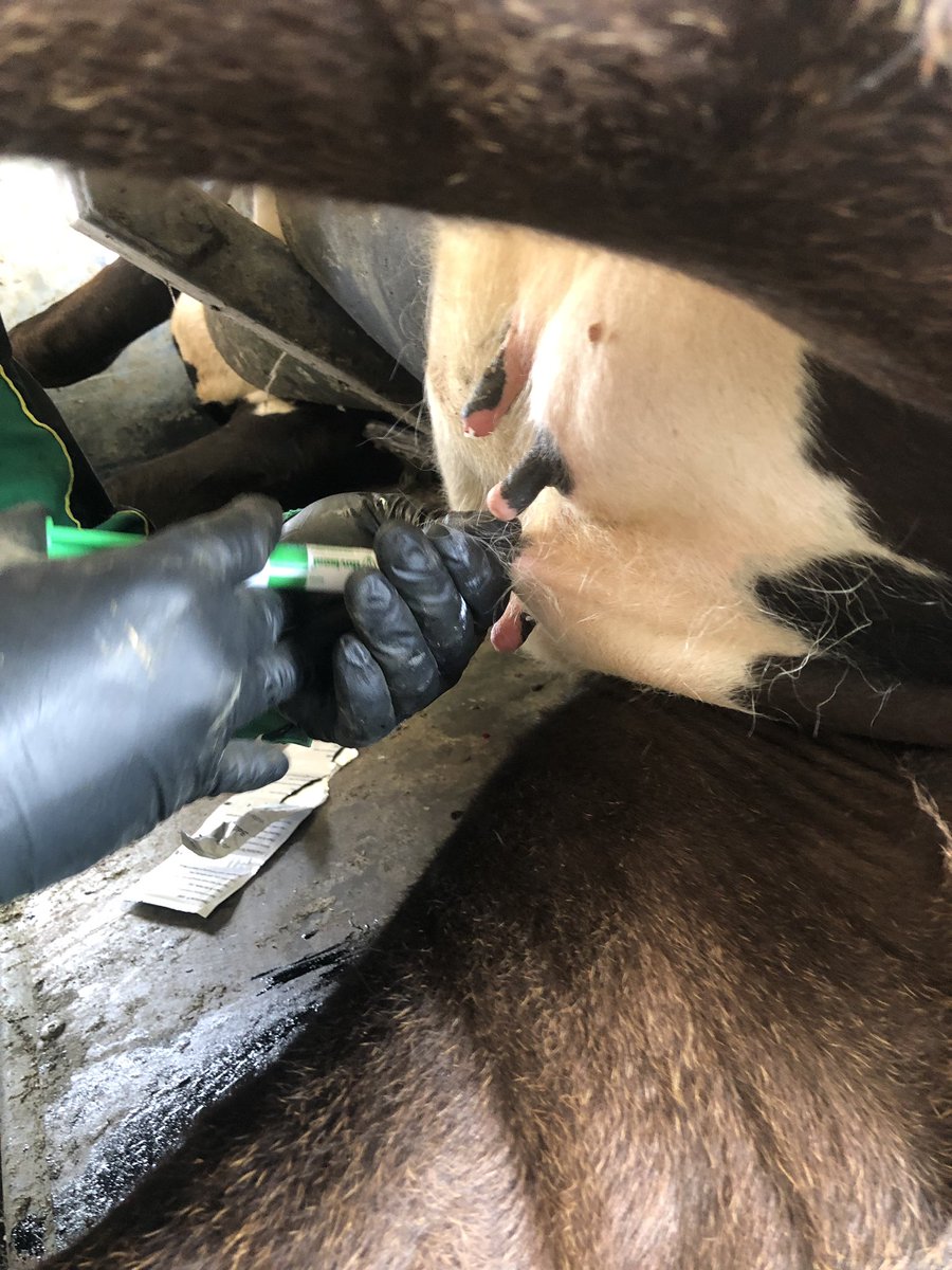 ucdlyonsfarm's tweet photo. Autumn heifers getting teat sealed today - first time doing this but an impressive job and under 4 minutes per animal including @paddyfromnobber applying some Stockholm tar also https://t.co/Ez5TUuWX9F