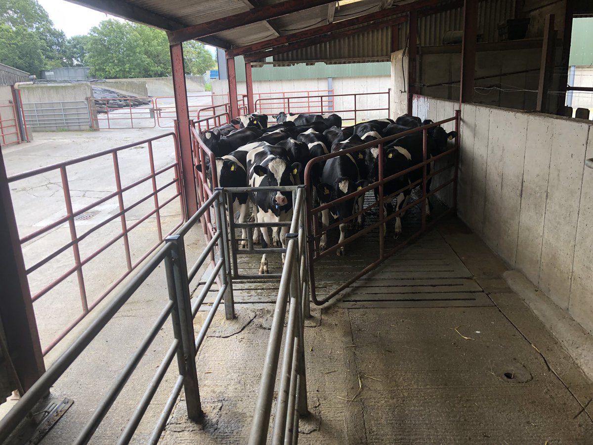 ucdlyonsfarm's tweet photo. Autumn heifers getting teat sealed today - first time doing this but an impressive job and under 4 minutes per animal including @paddyfromnobber applying some Stockholm tar also https://t.co/Ez5TUuWX9F