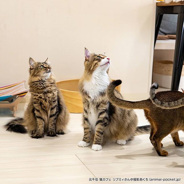 猫カフェ キャッティーズ 猫カフェ情報 あにぽけ 動物カフェ放浪中