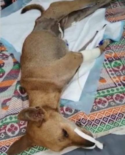 streetdogsof's tweet photo. RIP Lucky ❤️
You were strong but your sufferings were more...
.
.
. 
.
.
@TheJohnAbraham
@anushkasharma @sonamakapoor @manekagandhibjp @petaindia #streetdog #petsarefamily #dontshopadopt #dogsworld #dog #dogs #dogsoftwitter #doggy #dogsofinstagram #pup https://t.co/ulvLB9M7q0