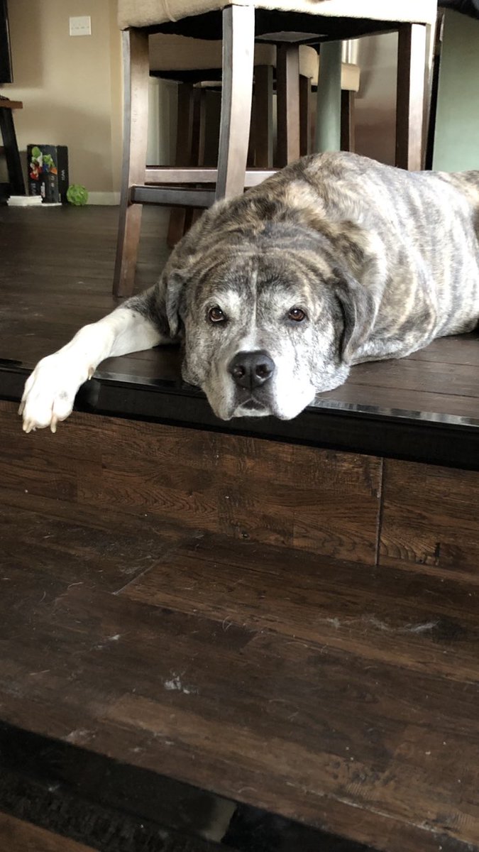gotter_K's tweet photo. Ummm, where did you get your dog?  He looks just like our big boy!😂😂 https://t.co/S0Kkzg3jgo
