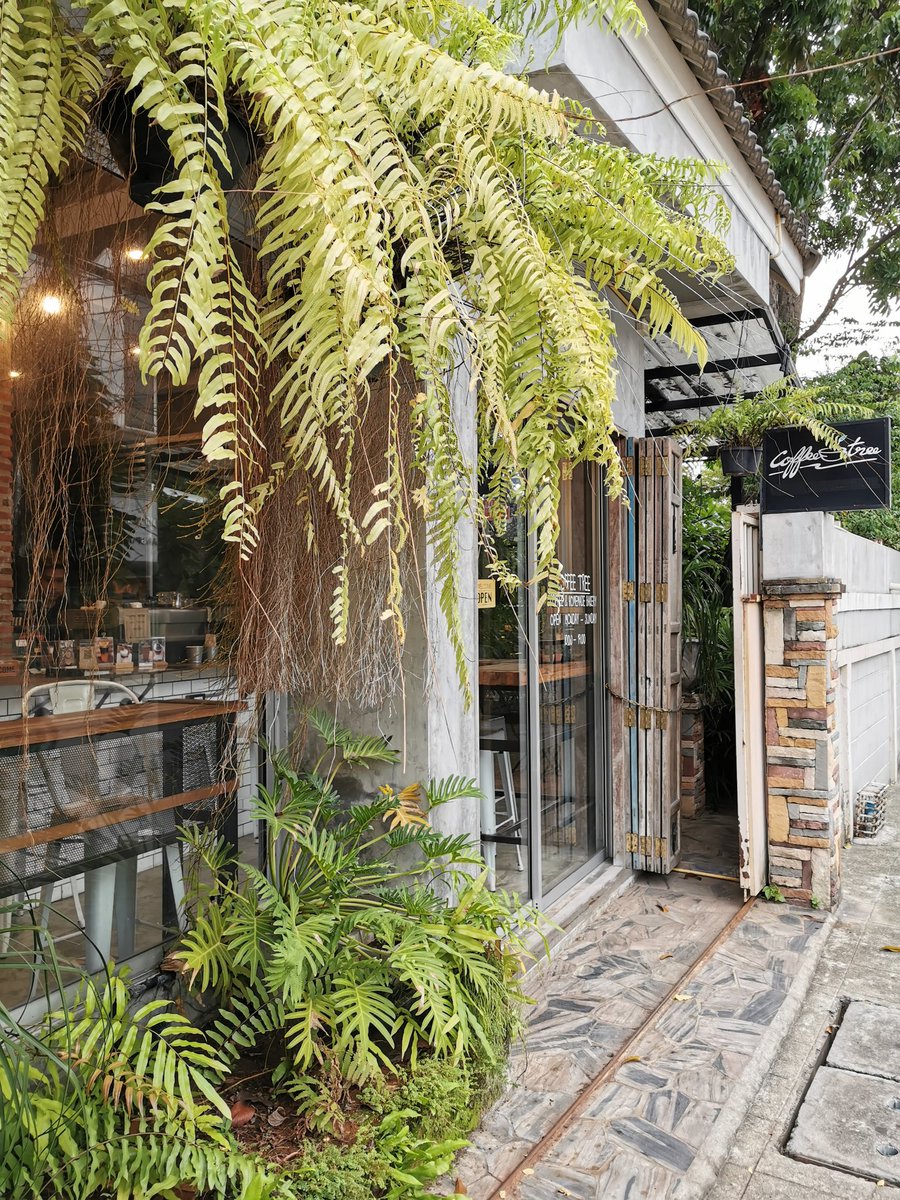 Chanee_Chobteaw's tweet photo. Coffee Tree ร้านกาแฟในสวนย่านเมืองนนท์ อยู่ในซอยพิชยนันท์ เข้าซอย 500 ม.ร้านอยู่ซ้ายมือ ร้านนี้โดดเด่นที่เค้กอร่อยมาก แต่เสียดายวันนี้ไม่มีเค้กแมคคาเดเมีย @ReviewAroii @reviewcoffeeth @aroii @aroypaidaek #ชะนีชอบเที่ยว #chanee_chobteaw #รีวิวคาเฟ่ https://t.co/XxcWjSaIAH