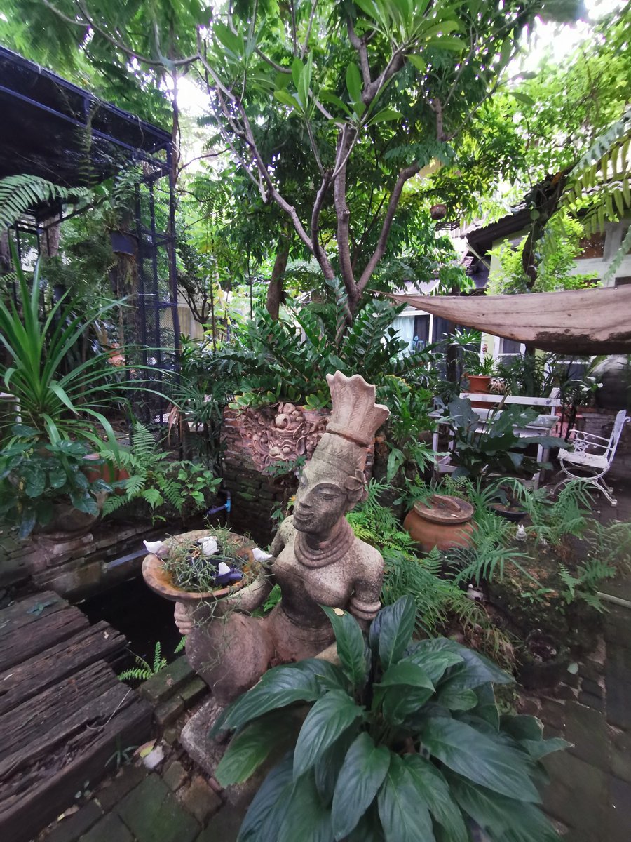Chanee_Chobteaw's tweet photo. Coffee Tree ร้านกาแฟในสวนย่านเมืองนนท์ อยู่ในซอยพิชยนันท์ เข้าซอย 500 ม.ร้านอยู่ซ้ายมือ ร้านนี้โดดเด่นที่เค้กอร่อยมาก แต่เสียดายวันนี้ไม่มีเค้กแมคคาเดเมีย @ReviewAroii @reviewcoffeeth @aroii @aroypaidaek #ชะนีชอบเที่ยว #chanee_chobteaw #รีวิวคาเฟ่ https://t.co/XxcWjSaIAH