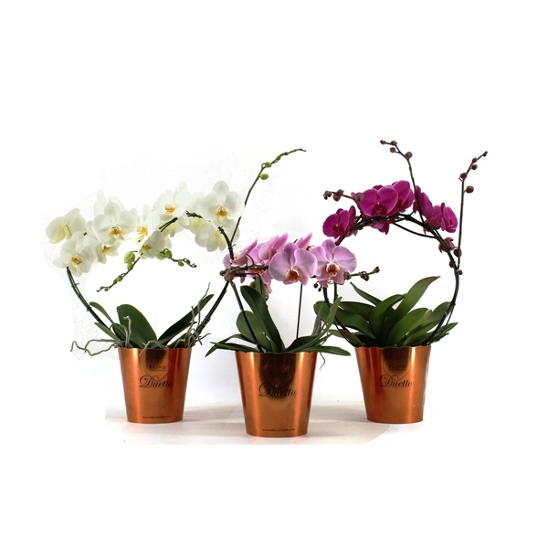 New offer available!
Offer name: Phalaenopsis boog 73663