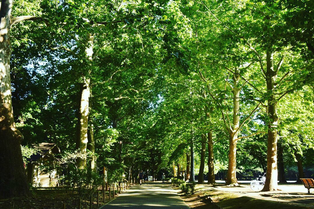 夏の始まり
都会のオアシス

#等々力渓谷