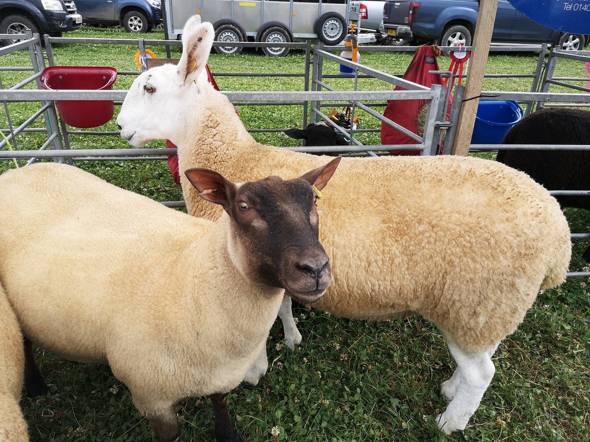 CornishMutual's tweet photo. Today it's all about the ๐
@Northdevonshow #Umberleigh #sheep #Devonclosewool #Rouge #Roussin #Suffolks #Valaisblacknose #Zwartbles #farming https://t.co/F11GiYVFes