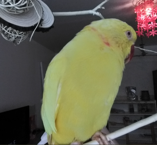 ParrotChop's tweet photo. Look at Eric's patchy ring!! He's a man now!😂💪 https://t.co/DqcH0Hu6nU