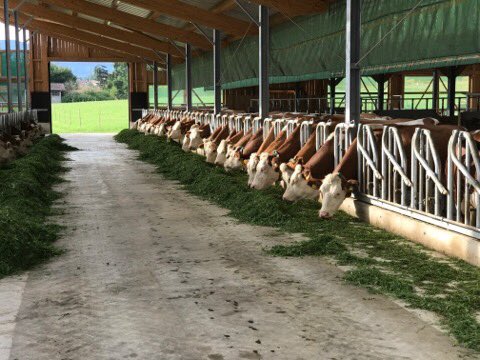 CHaberlander's tweet photo. Das ist der 10.000 Biobetrieb in #Bayern. Heute gab es deshalb bei der Familie Schrobenhauser in #Surberg einen Besuch von Bayerns #Landwirtschaftsministerin Michaela #Kaniber. Die Biomilch der 40 Kühe 🐄 werden an die Milchwerke in #Piding geliefert. @BR24 @BR_Oberbayern https://t.co/yfyXem236O