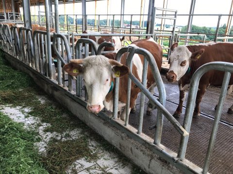 CHaberlander's tweet photo. Das ist der 10.000 Biobetrieb in #Bayern. Heute gab es deshalb bei der Familie Schrobenhauser in #Surberg einen Besuch von Bayerns #Landwirtschaftsministerin Michaela #Kaniber. Die Biomilch der 40 Kühe 🐄 werden an die Milchwerke in #Piding geliefert. @BR24 @BR_Oberbayern https://t.co/yfyXem236O
