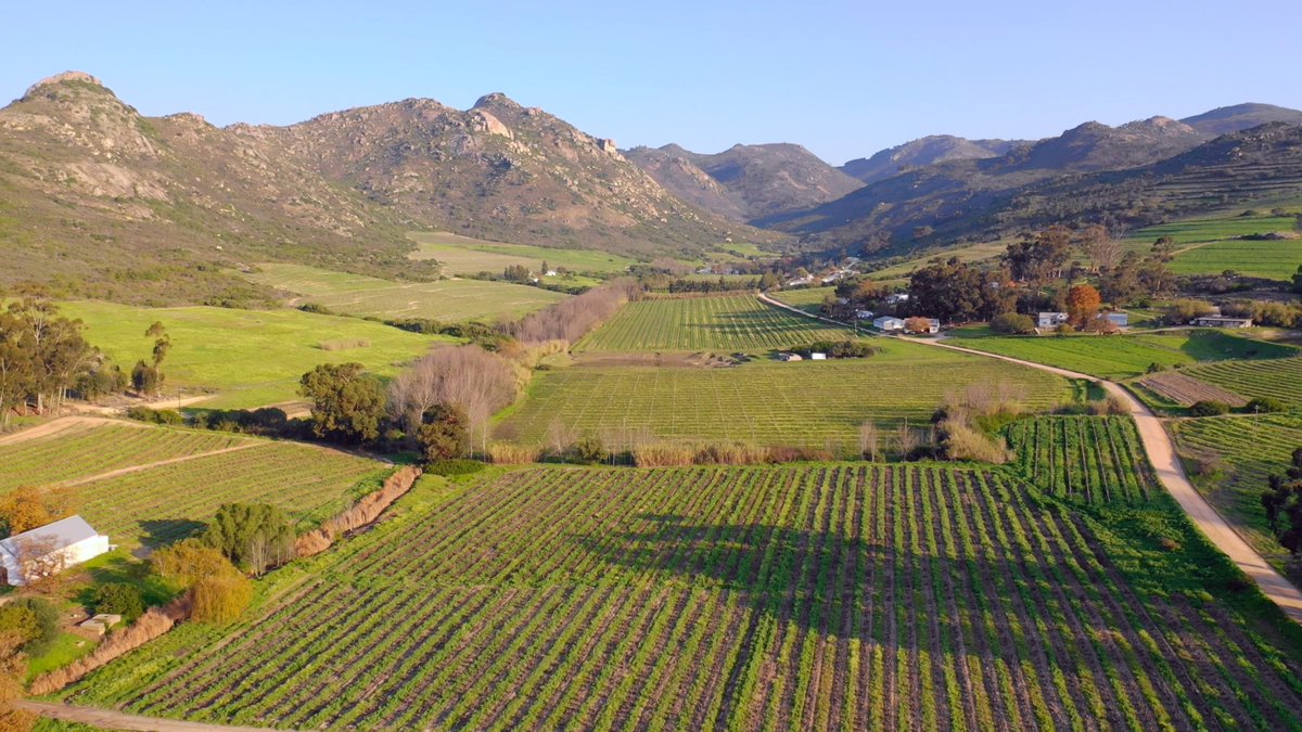 creativefabien's tweet photo. During my South African adventure, driving through the #Swartland, I had the chance to attend Adi Badenhorst tasting - unveiling the pure craft and the purity behind the wines...
YOUTUBE HD VERSION: https://t.co/X4XJac78sQ
#AABadenhorst #SouthAfrica #FandeChenin #winelover https://t.co/OWrAL7n6C6
