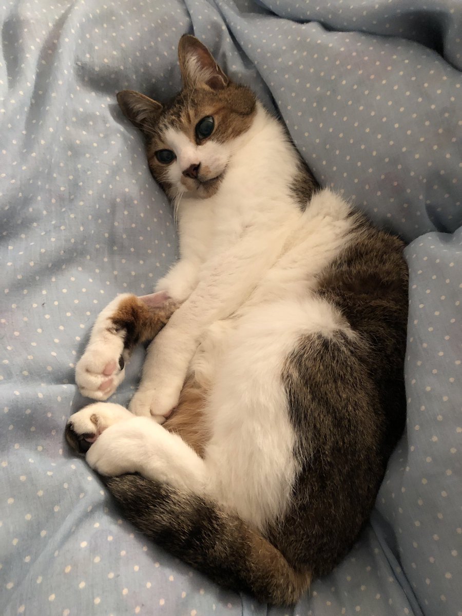 tsukikaChi's tweet photo. 2週間ぶりの化学療法のはずが、
好中球の数値が悪くて、1週間延期になってしまった😖足元フラついてるし、貧血が酷くて後脚の踏ん張りがきいてない…お肉買って食べさせようとか、献立が寧ろ人間メニューよりも必死💦
#抗がん剤治療 #悪性リンパ腫 #鼻腔内腫瘍 #猫 https://t.co/P4QDQ52UeH