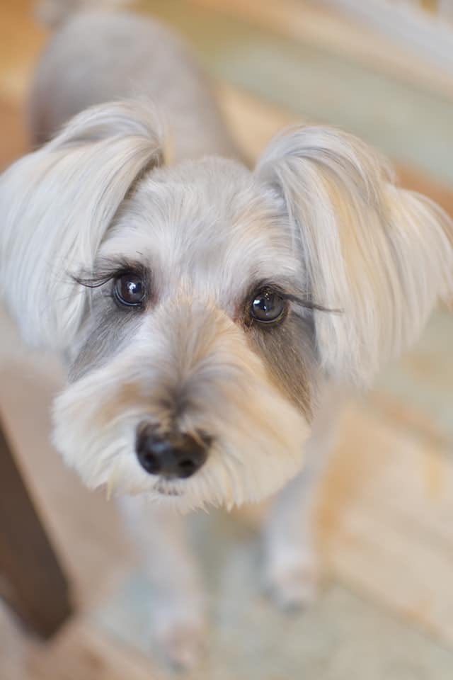 แฮชแท ก まつげ残し ในทว ตเตอร