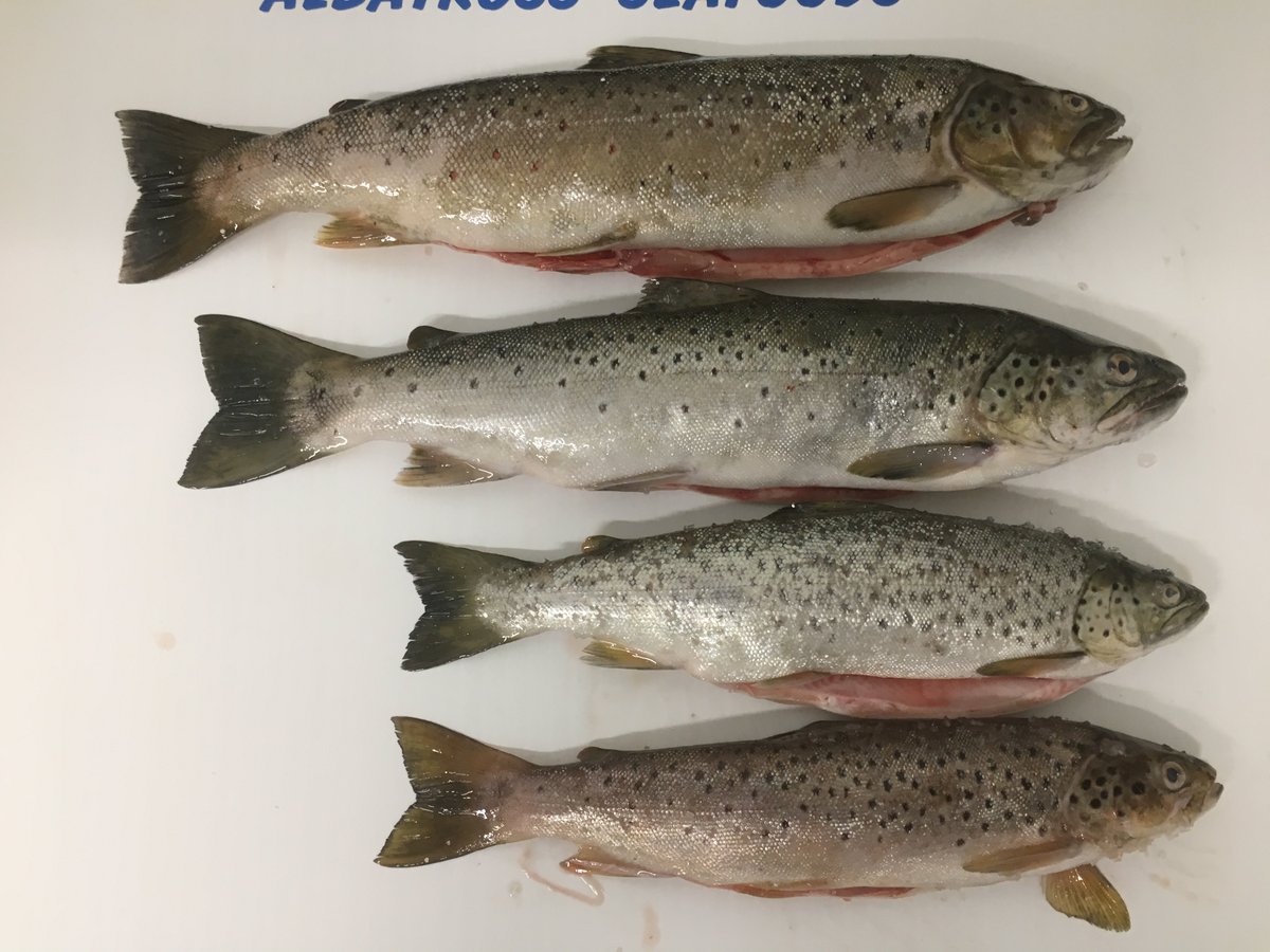 Wild Brown Trout just arrived from Lough Neagh, just out of the water early this morning #wildbrowntrout #killybegs #loughneagh #albatrossseafoods #wildatlanticway #freshisbest