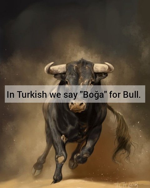 LearnTurkishLa1's tweet photo. In Turkish we say Boğa for Bull.
📍📍📍📎📍📍📍
Boğa means Bull.
💠💠💠💠💠💠
🇹🇷Boğa bir hayvandır.
🇬🇧The bull is an animal.
💮💮💮💮💮💮
#learnturkish
#turkish
#turkishlanguage
#boğa
#bull https://t.co/5NQ8hN4s5v