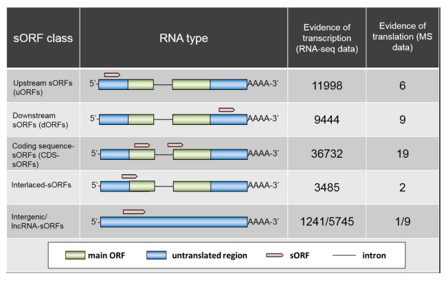 shop A megismerés építőkövei