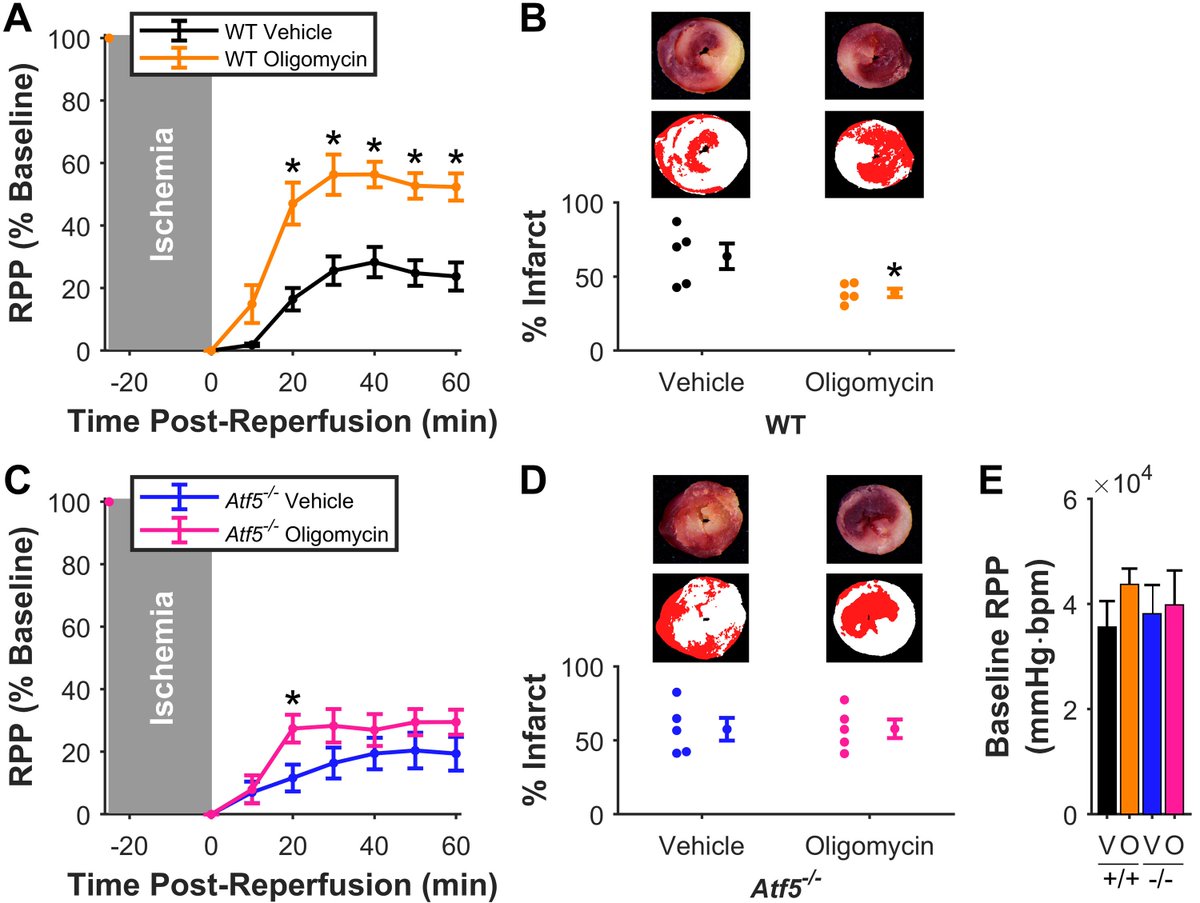 ajpheartcirc's tweet photo. Rapid Report by Wang et al is *the first in vivo proof* of a role for ATF5 in the mammalian mitochondrial unfolded protein response (UPRmt) and the first demonstration that #UPRmt is a #cardioprotective drug target https://t.co/7jKp6uTJC4 #metabolism https://t.co/V6zwsgCQ7r