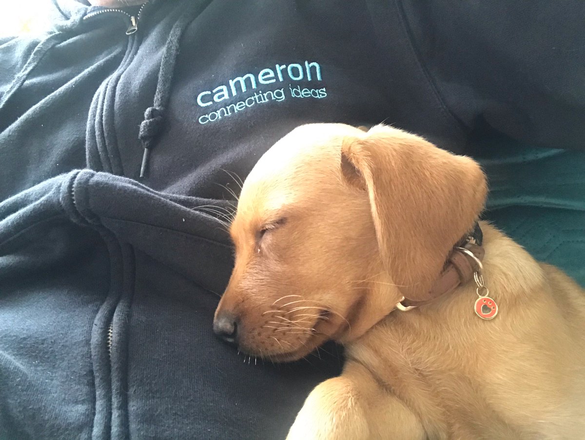 Say hello to the latest #TeamCameron recruit - our Pawject Manager, Roxy 🐶 With experience in snoozing, chewing everything in sight, and generally being cute - she’s already the most pup-ular lassie in the office.
#officedog #officepup #dogswithjobs #employeeoftheyear