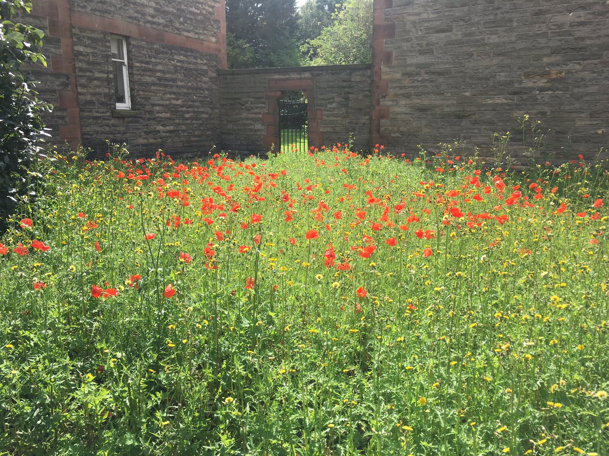 Jaromir_G's tweet photo. Sometimes the best design decision is no decision. Let the nature design. Spontaneous maintenance free #rewilding in #Leith, #Edinburgh  #BeeFriendly https://t.co/wurmPc8Per