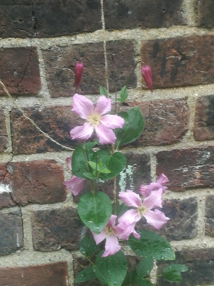 GardeningLm's tweet photo. Some flower power growing up the #community_garden walls π I'm determined to make the ugly metal fences above full of beauty an a haven for the wildlife πππ @RHSSchools #Educating_kids @IslingtonBC https://t.co/Or5pjGXyHy