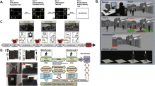 pdf cell engineering