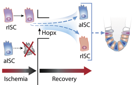 NIH_ORIP's tweet photo. Preservation of reserve intestinal epithelial stem cells following severe ischemic injury. (ORIP support through K01OD019911.) @GonzalezLiara https://t.co/VBK6LnD9vM https://t.co/3Sm1XGbZUI