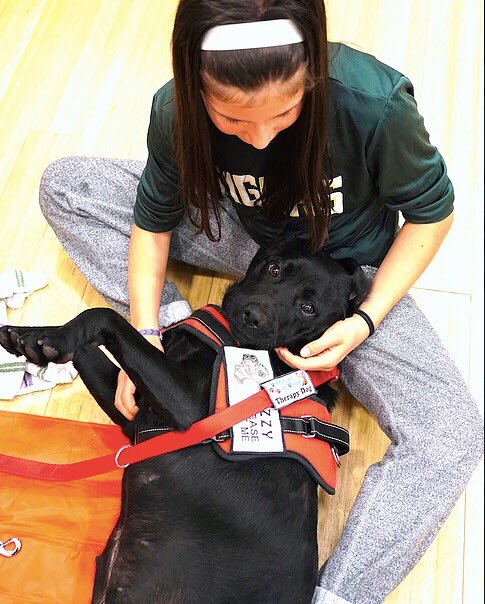Therapy_Dogs_'s tweet photo. OMG!! Look at this cutie! 💛 JINGLES our Black Labrador Retriever Therapy Dog is looking forward to hugging you too! 🥰🎉🐾 Meet her and all our adorable Vancouver ecoVillage doggies (📸 Tania Ryan). Click here for more awesome pics https://t.co/gwPBhzME49
#therapydog #doglove https://t.co/szCHVFd2ba