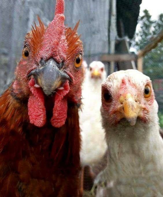 twfarmersmarket's tweet photo. Eggs at The Woodlands Farmer's Market come from friendly chickens.
credit: Avantgardens
#TWFarmersMarket #fresheggs #Saturdays8tonoon #EatShopLiveLocal https://t.co/q6ZEW6bW3F