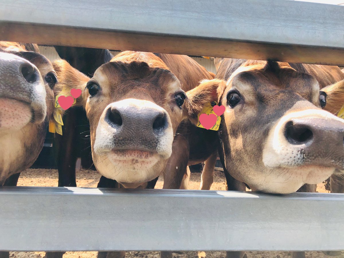 Chizucow's tweet photo. 蒜山ジャージーランド、育成牧場!
ひまわり満開で、牛達も可愛くて最高の職場🌻 https://t.co/yQDT5Ryin1