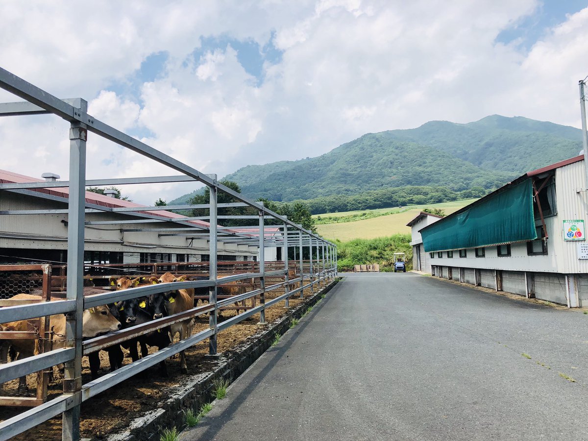 Chizucow's tweet photo. 蒜山ジャージーランド、育成牧場!
ひまわり満開で、牛達も可愛くて最高の職場🌻 https://t.co/yQDT5Ryin1