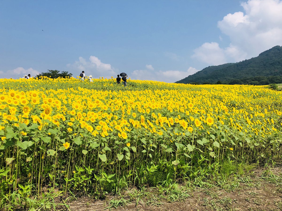 Chizucow's tweet photo. 蒜山ジャージーランド、育成牧場!
ひまわり満開で、牛達も可愛くて最高の職場🌻 https://t.co/yQDT5Ryin1